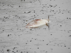 Prochilodus lineatus