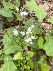 Ageratina jucunda