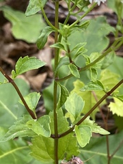 Ageratina jucunda
