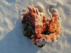 Monanchora arbuscula