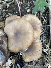 Pleurotus