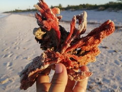 Monanchora arbuscula