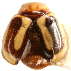 Hyperaspidius comparatus