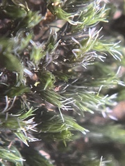Grimmia