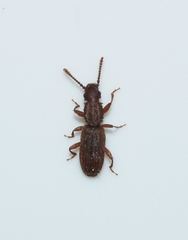 Oryzaephilus surinamensis