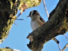 Carduelis carduelis