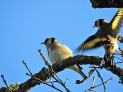 Carduelis carduelis