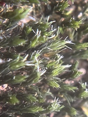 Grimmia