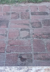 Zonotrichia capensis