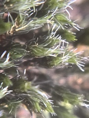 Grimmia