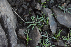 Claytonia exigua