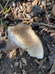 Pleurotus