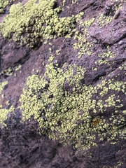 Acarosporaceae