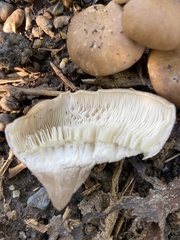 Pleurotus