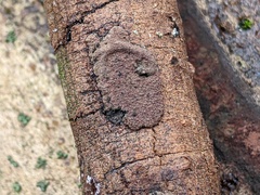 Hypoxylon perforatum