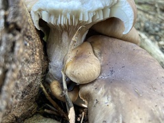 Pleurotus