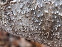 Cytospora nivea