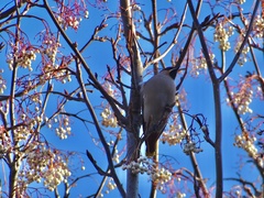 Bombycilla garrulus