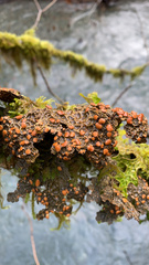 Lobaria anthraspis
