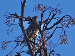 Bombycilla garrulus