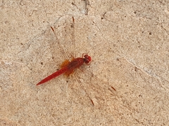 Crocothemis sanguinolenta