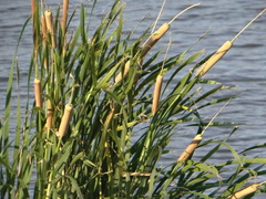 Typha domingensis