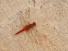 Crocothemis sanguinolenta