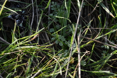 Limnanthes macounii