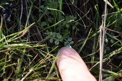 Limnanthes macounii