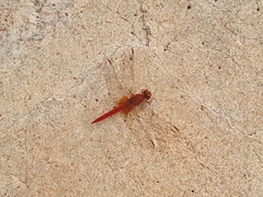 Crocothemis sanguinolenta