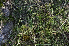Limnanthes macounii