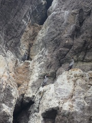 Poikilocarbo gaimardi