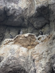 Poikilocarbo gaimardi