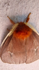 Cerodirphia apunctata