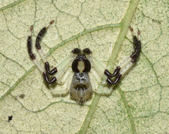Trichopagis manicata
