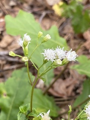 Ageratina jucunda