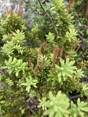 Podocarpus nivalis