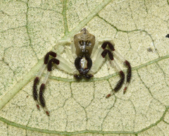 Trichopagis manicata