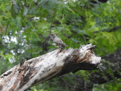 Myiarchus swainsoni