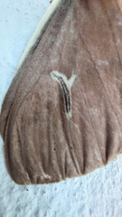 Cerodirphia apunctata
