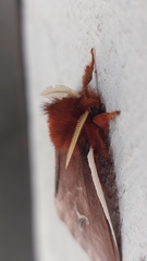 Cerodirphia apunctata