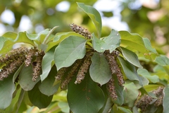 Terminalia macrostachya