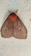 Cerodirphia apunctata