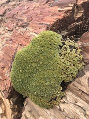 Azorella monantha