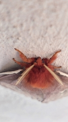 Cerodirphia apunctata