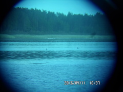 Podiceps cristatus