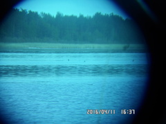 Podiceps cristatus