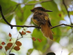 Onychorhynchus coronatus