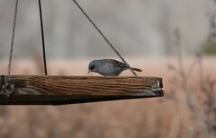 Junco hyemalis caniceps