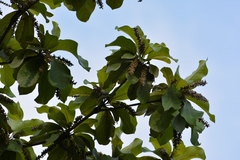 Terminalia macrostachya